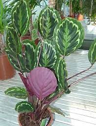 Piante Da Appartamento Calathea Calatea Calathea Mackoyana Calathea Zebrina Calathea Insignis Calathea Lan Pianta Domestica Calathea Decorazioni Vegetali