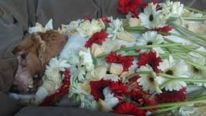 Maybe you would like to learn more about one of these? Pets In Peace Malaysia Pets Cremation Services Pets Cremation Memorial Funeral Malayia Raphael 15 Jan 2003 To 11 March 2017