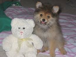 We did not find results for: Pomapoo Pomeranian Poodle Mix Info Temperament Puppies Pictures Pomapoo Poodle Mix Puppies