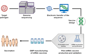 I would expect an mrna vaccine to be much less dangerous than traditional delivery methods, but i don't know if that's just because it hasn't been tested enough to even determine what the dangers. Mrna As A Transformative Technology For Vaccine Development To Control Infectious Diseases Abstract Europe Pmc
