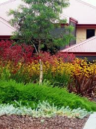 Mass Planting Of Kangaroo Paws In 2020 Australian Garden Design Australian Native Garden Australian Garden