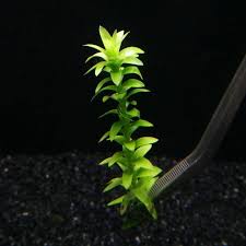 Image result for Limnophila fluviatilis