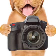 View our wide variety of dogs and puppies for sale at petland dallas, texas pet store! Petland Robinson Pittsburgh Pa Pet Store Puppies For Sale