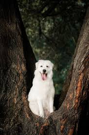 maremmano maremma sheepdog by kseniya ressy briard dog maremma sheepdog cute animals