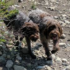 This athletic and highly active … the evangelical talk show host broadcasted to much of. Rockbridge Kennels Home Facebook