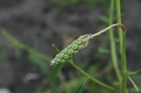 Image result for Sphenoclea zeylanica