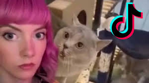 Viral tiktok, tiktok viral pink banget cok, viral andaikan punyaku tidak pink.follow instagram @faturahmn__#tiktokviral#pinkbgt. Tiktok Musician Meredith Bull Goes Viral For Making Song From A Yowling Cat Dexerto
