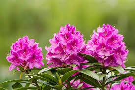The small, deciduous species are referred to as the an azalea plant with vivid yellow, orange or red flower but unlike the other azaleas native to north america, it has no fragrance causes of azalea. 24 Plants That Can Kill Your Puppy