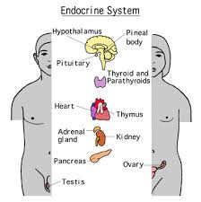 Anatomy Of The Endocrine System Children S Wisconsin