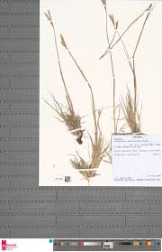 Image result for Sopubia mannii