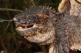You aren't the only one concerned about the bite force of snapping turtles. Herp Queries How Powerful Is The Snapping Turtle Bite Reptiles Magazine