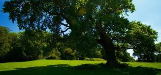 تعبير عن الشجرة وفوائدها وكيفية المحافظة عليها | المرسال