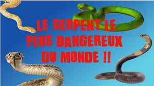 Il serait le serpent de plus gros du monde. Le Serpent Le Plus Dangereux Du Monde Record Du Monde Le Site Des Records