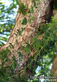 Image result for Pithecellobium