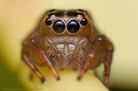 The Jumping Spider Family Salticidae Contains More Than Flickr Jumping Spider Spider Species Spider Pictures