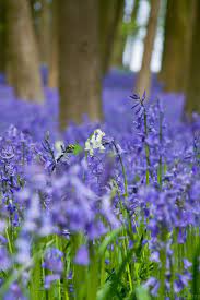 H4ilstorm Bluebells Woodland Flowers Bluebells Wild Flowers
