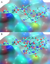 Learn vocabulary, terms and more with flashcards, games and other study tools. A Mdm2 Binding Interface Surface View With Cpk Atom Coloring With Download Scientific Diagram