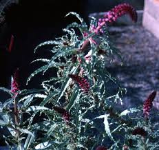 Image result for Lysimachia brevipes