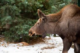 While it is unclear under what circumstance the term moose knuckle originated, it's definition is very clear. Featured Animals Moose Cmzoo
