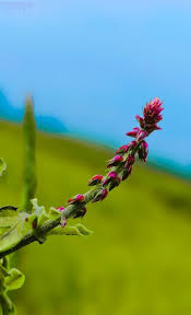 Image result for Achyranthes aspera