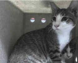 Came In With Brother A476976 Jake A476975 Moreno Valley Ca Male Brown Tabby And White Domestic Shorthair The Shelter Animal Shelter Animals Moreno Valley
