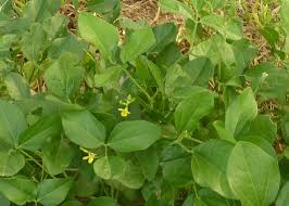 Image result for Vigna membranacea