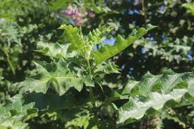 Image result for Acanthus polystachyus