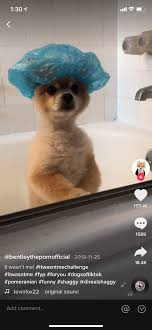 10 Tiktok Dog Sounds That You Your Pup Will Think Are Totally Fetch