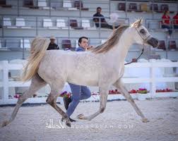 النتائج النهائية لبطولة ابوظبي الدولية 2020 لجمال الخيل العربية الأصيلة مع الصور Horses Arabian Horse Animals