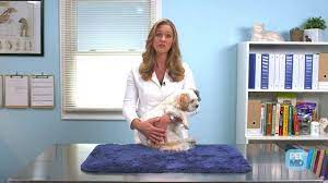Your decision to have your pet euthanized is a serious and painful one. What To Expect When A Pet Is Euthanized Petmd