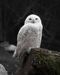 snowy owl