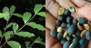 Image result for Coffea