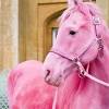 Horsehair is a lot like human hair in their characteristics. Https Encrypted Tbn0 Gstatic Com Images Q Tbn And9gctv9cpjhfqwl5ouaw3hmtqv6474dccbtqvhyyvwtj27gv 1 7w5 Usqp Cau