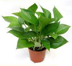 Las 7 Plantas De Interior Mas Bellas Y Faciles De Cuidar Plantas De Interior Plantas Verdes Plantas