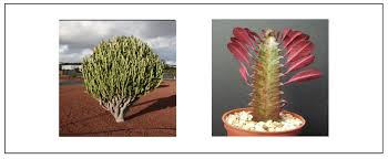 Image result for Euphorbia schimperiana