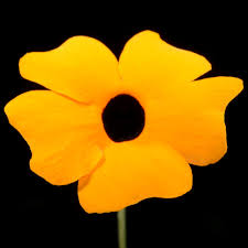 Image result for Thomandersiaceae