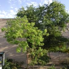 Image result for Leucas tettensis