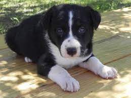 Mcnab Border Collie Cross Puppies Mcnab Dog Puppies Border Collie