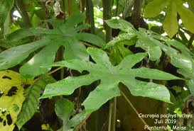 Image result for Cecropia pachystachya
