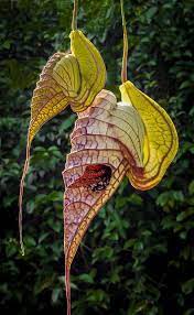 Mother Child Aliens Pelican Flowers In 2020 Unusual Plants Unusual Flowers Rare Flowers