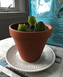 The truncata group and the buckleyi group. Christmas Cactus Cuttings How To Make More Holiday Plants