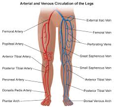 Leg Vein Map Arterial And Venous Circulation Of The Legs