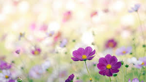 Hills, forest, rocks, lovely, view, beautiful, trees, sky, clouds, lake, mountain, tranquil, water, serenity, wildflowers. Wildflowers Wallpapers Top Free Wildflowers Backgrounds Wallpaperaccess