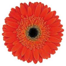 We did not find results for: About Imbali Cut Flowers