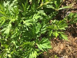 Check spelling or type a new query. Meet My Daughter Mugwort