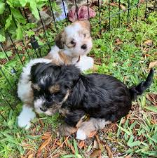 Get a healthy, toy breed and akc havanese puppy from reputable breeder located in our havanese puppies for sale in florida are healthy and playful puppies, purebred puppies. Puppy Blog Page 4 Of 73 Carneys Havanese Haven