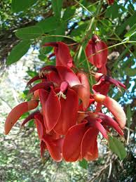 Image result for Erythrina crista-galli