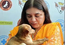 Varun gandhi congratulated his mother and animal rights activist maneka gandhi for winning the peter singer prize. At A Glance Maneka Gandhi From A Charming Model To Union Minister Of India National News India Tv