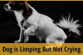 Dog limping or lameness is a health condition in dogs accompanied by abnormal walking on one or more limbs. My Dog Is Limping But Not Crying Urgent Things You Must Do Zooawesome