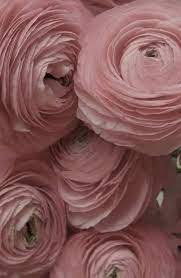 Ranunculus Giveaway Beautiful Flowers Flowers Pretty Flowers